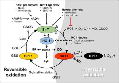 The Role of Sirtuin-1 in the Vasculature: Focus on Aortic Aneurysm